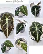 Alocasia Black Velvet, Groene kamerplant, Ophalen of Verzenden, Overige soorten, Minder dan 100 cm