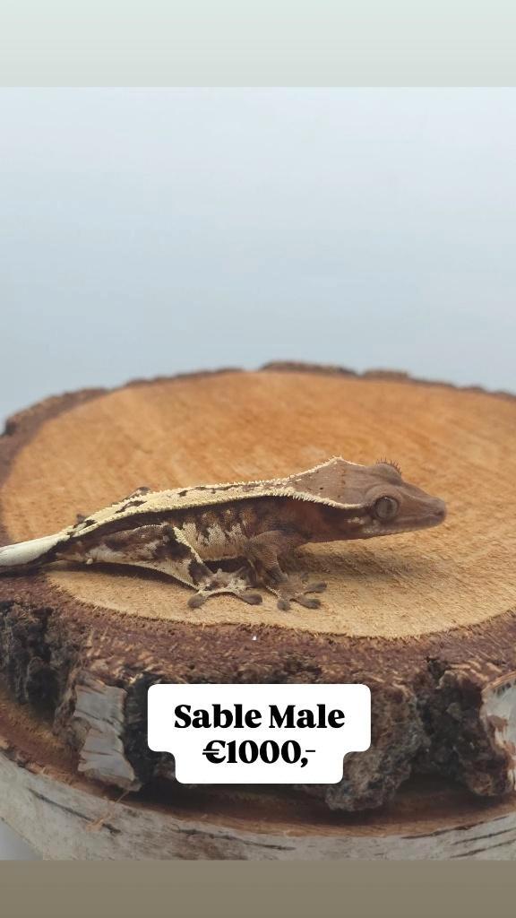 UNIEKE KANS! Sable wimpergekko man, Animaux & Accessoires, Reptiles & Amphibiens, Lézard, 0 à 2 ans, Domestique