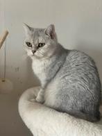 Herplaatser britse korthaar dame, Dieren en Toebehoren, Katten en Kittens | Raskatten | Korthaar, Poes, Gechipt, 3 tot 5 jaar