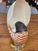 Nautilus schelp, Ophalen of Verzenden