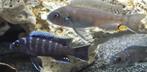 Cynothylapia ndonga deep malawi cichliden, Dieren en Toebehoren, Vis, Zoetwatervis