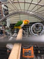 Roestkop caique pop 2017, Vrouwelijk, Papegaai