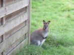 2 stuks  Wildkleurige Kangoeroe 's Wallaby ' s, Dieren en Toebehoren, Mannelijk