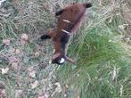 Dwerggeitje jong bokje, Dieren en Toebehoren, Schapen, Geiten en Varkens, Mannelijk, Geit, 0 tot 2 jaar