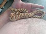 Hognose 100 het lucy 1.0, Dieren en Toebehoren