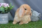Minilop hangoor konijntje kleur oranje, Dieren en Toebehoren, Konijnen, Vrouwelijk, Dwerg, Hangoor, 0 tot 2 jaar