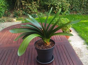Trotse Clivia Miniata, kamerplant in pot, oranjebloesem beschikbaar voor biedingen