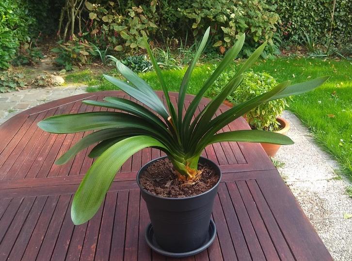 Trotse Clivia Miniata, kamerplant in pot, oranjebloesem, Huis en Inrichting, Kamerplanten, Overige soorten, Minder dan 100 cm
