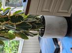 mooie grote plant inclusief stenen pot, Ophalen