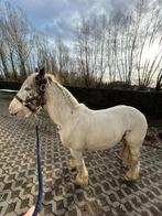 Sportieve Tinker pony (ruin), Dieren en Toebehoren, Ruin