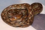 1.1 python reticulatus Pur SELAYAR Super Dwarf 2024, Animaux & Accessoires, Reptiles & Amphibiens, Serpent