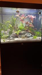 Spotted Rio Nanay maanvis, Dieren en Toebehoren, Ophalen, Zo goed als nieuw