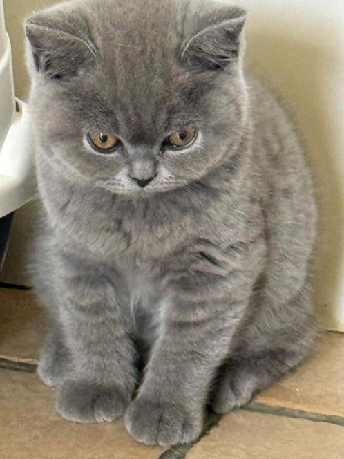 Prachtig nestje Britse korthaar Te Koop, Dieren en Toebehoren, Katten en Kittens | Raskatten | Korthaar, Meerdere dieren, 0 tot 2 jaar