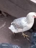 Marans kippen en 1 olijflegger, Dieren en Toebehoren, Pluimvee