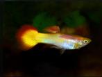 Sunset guppy’s, Dieren en Toebehoren, Vissen | Aquariumvissen