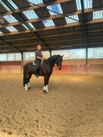 Paarden, Dieren en Toebehoren, Paarden, Merrie, ZZ, Met stamboom, Dressuurpaard