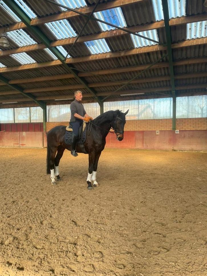 Paarden, Dieren en Toebehoren, Paarden, Merrie, ZZ, 170 tot 175 cm, 11 jaar of ouder, Dressuurpaard, Met stamboom, Gechipt, Ontwormd