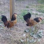 Antwerpse Baardkriel Haantjes, Dieren en Toebehoren, Pluimvee, Mannelijk, Kip