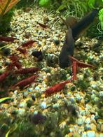 Vuurgarnalen, Enlèvement