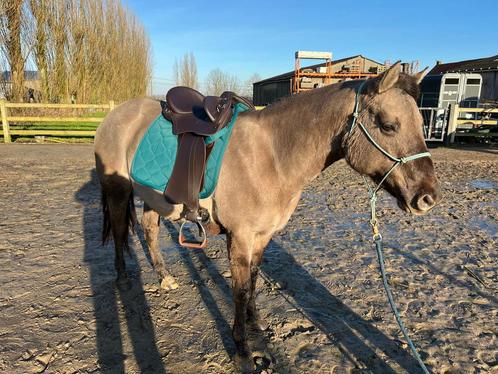 Grullo merrie allround, Dieren en Toebehoren, Pony's, Merrie, Zadelmak