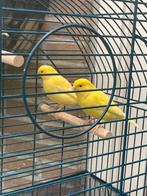 Koppel Kanaries, Dieren en Toebehoren, Vogels | Kanaries