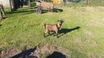te koop dwergbokje, Dieren en Toebehoren, Mei, Mannelijk