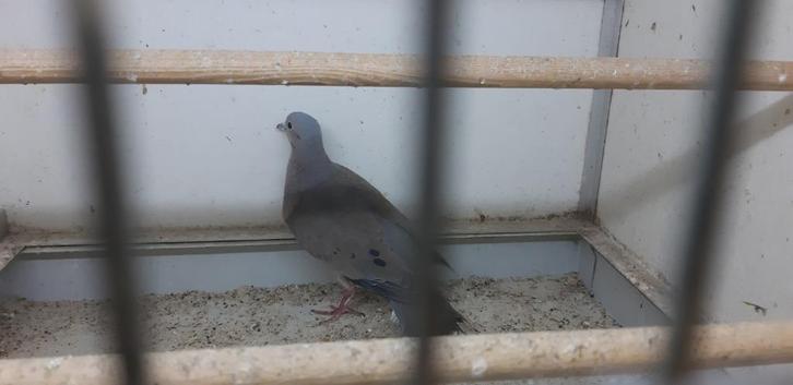 oor vlek duif doffers, Dieren en Toebehoren, Vogels | Duiven, Overige soorten, Mannelijk
