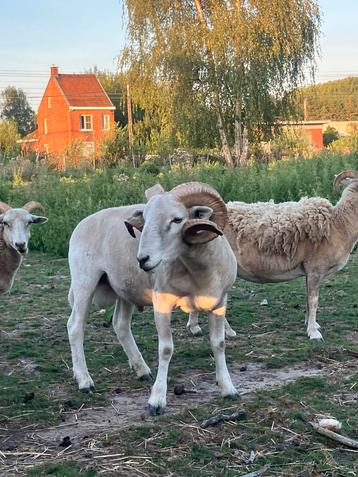 Zware Wiltshire horn stamboek ram beschikbaar voor biedingen