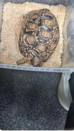 Pardalis-schildpad, Dieren en Toebehoren, Reptielen en Amfibieën, Schildpad