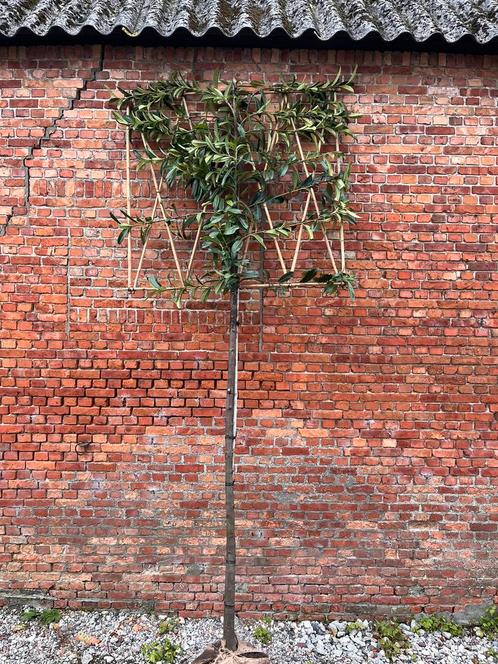 Groenblijvende lei-laurier, leibomen, Jardin & Terrasse, Plantes | Arbres, Espalier, Enlèvement