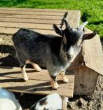 Te koop blauwschimmel met tan dwerggeiten dek bokje., Dieren en Toebehoren, Mannelijk, Geit, 0 tot 2 jaar