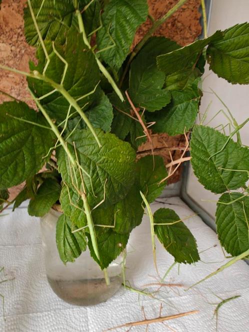 Wandelende takken, Dieren en Toebehoren, Insecten en Spinnen