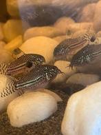 GEZOCHT corydoras, Dieren en Toebehoren, Vis, Schoolvis