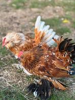 Ukkels baardkriel - haantje duizendkleur, Dieren en Toebehoren, Mannelijk, Kip