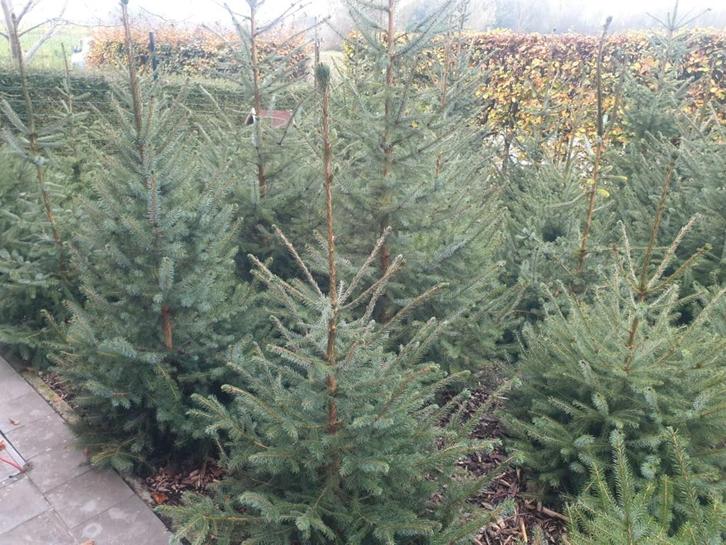 kerstboom (Tielrode - Temse), Diversen, Kerst, Nieuw, Ophalen