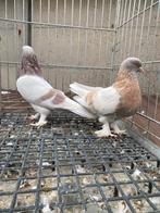 Takla koppel, Dieren en Toebehoren, Vogels | Duiven