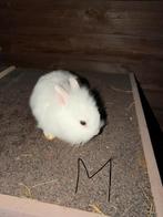 Dwergkonijn, Dieren en Toebehoren, Konijnen