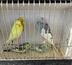 Grasparkieten, Dieren en Toebehoren