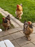Broedeieren brahma, Dieren en Toebehoren, Pluimvee, Geslacht onbekend, Kip