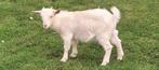 Belles chèvres castrées, Animaux & Accessoires, Moutons, Chèvres & Cochons, Mâle, Chèvre, 0 à 2 ans