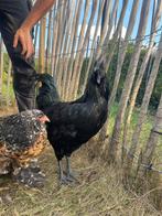 Ayam cemani Haan, Dieren en Toebehoren, Pluimvee, Mannelijk, Kip