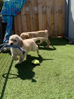 Prachtige golden cocker pups ( golden x cocker spaniël), Dieren en Toebehoren, Honden | Retrievers, Spaniëls en Waterhonden, Golden retriever