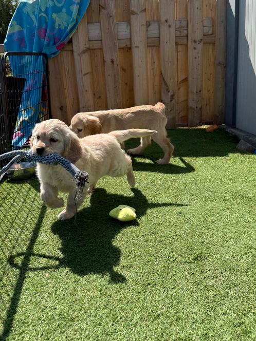 Prachtige golden cocker pups ( golden x cocker spaniël), Dieren en Toebehoren, Honden | Retrievers, Spaniëls en Waterhonden, Reu