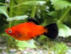 Xiphophorus Maculatus Panda Coral platy, Dieren en Toebehoren