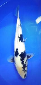 Japanse koi, Dieren en Toebehoren, Vissen | Vijvervissen