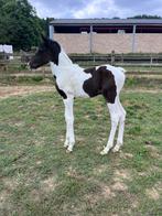 Hengst Daily magic de rock Z X Jazmir D’eygendom, Dieren en Toebehoren, Paarden, Springpaard, Gechipt, 0 tot 2 jaar, Hengst