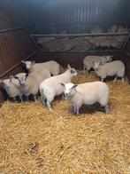 Ooien en bokken tekoop 0476252495, Dieren en Toebehoren, Schapen, Geiten en Varkens