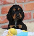 Engelse Cocker pup, Dieren en Toebehoren, Honden | Retrievers, Spaniëls en Waterhonden, Parvo, België, Reu, 8 tot 15 weken