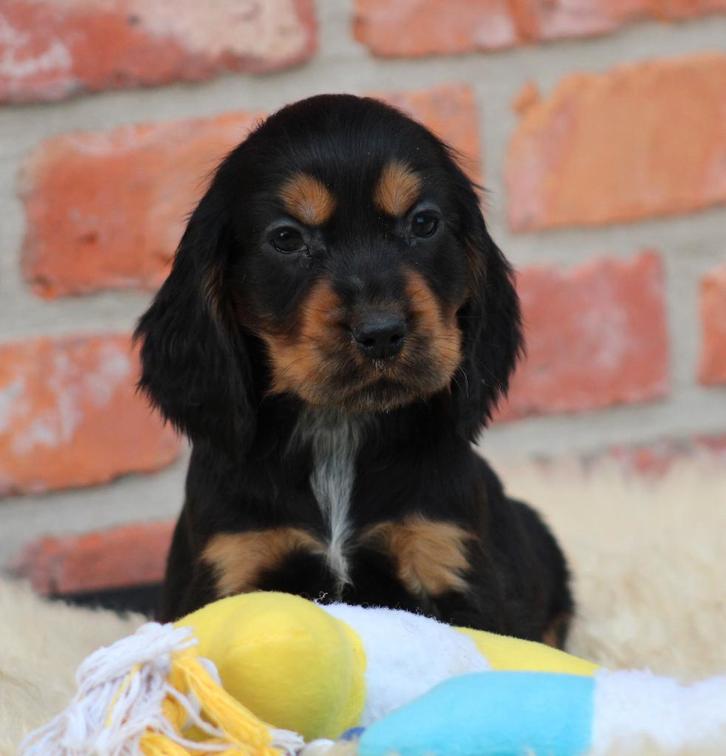 Engelse Cocker pup, Dieren en Toebehoren, Honden | Retrievers, Spaniëls en Waterhonden, Reu, Spaniël, Fokker | Professioneel, Eén hond