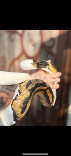 Ballpython, Dieren en Toebehoren